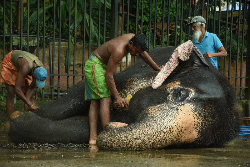 Festival Kandy Esala Perahera in Sri Lanka