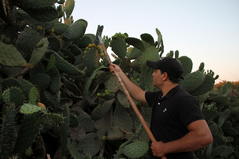 Palestinian farmer harvests prickly pears