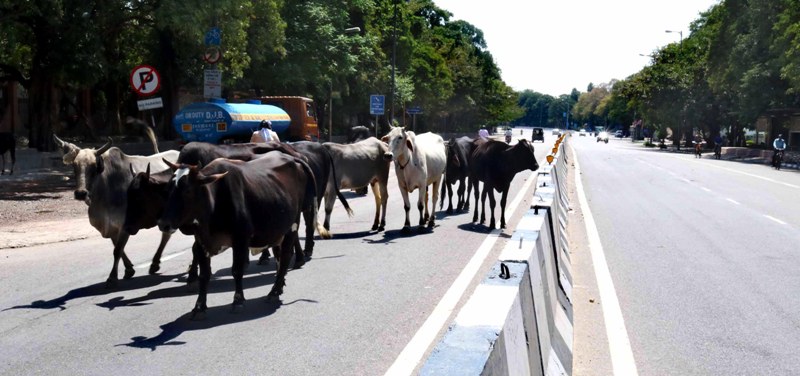 IndiaFightsCorona: Glimpses of the Ninth Day of lockdown