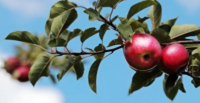 Jammu and Kashmir: young entrepreneur from Shopian selling apples online