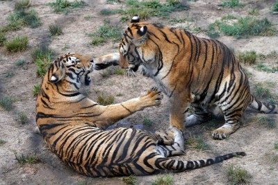 Assam Hindu activists demand to stop feeding beef to zoo animals