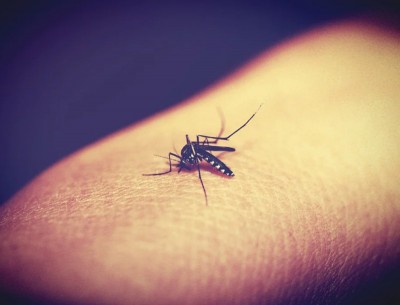 Russian public health watchdog warns about risk of dengue fever in Singapore