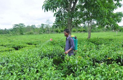BJP MP Raju Bista urges all stakeholders to reopen the Longview tea garden