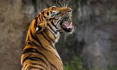 India’s iconic Jim Corbett National Park records highest density of tigers in world