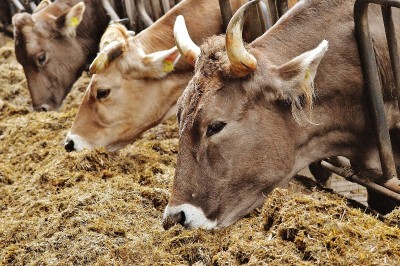 Cattle smuggling on rise along Indo-Bangladesh border, three smugglers held with 44 cattle heads