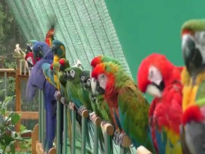 COVID-19: 'Shuka Vana' Birds Museum at Ganapathy Sachidananda Ashram closed for 15 days