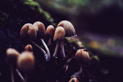 Three members of family die, two others critical after consuming wild mushroom in Assamâ€™s Charaideo