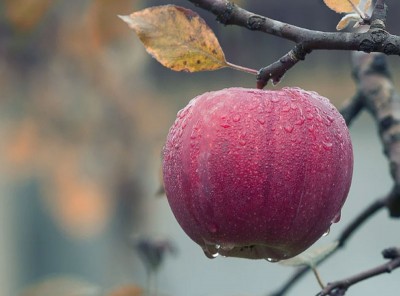 India PM launched Prime Minister’s Development Package helping apple farmers of J&K
