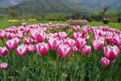 Beyond Article 370: India revives Floriculture centre in Kashmir summer capital Srinagar