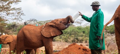 Wildlife crime putting environment and health at risk: UN report