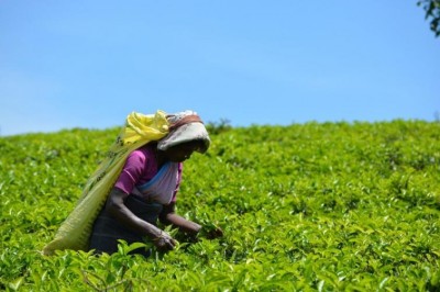 Special tea plucking and auction planned for first International Tea Day