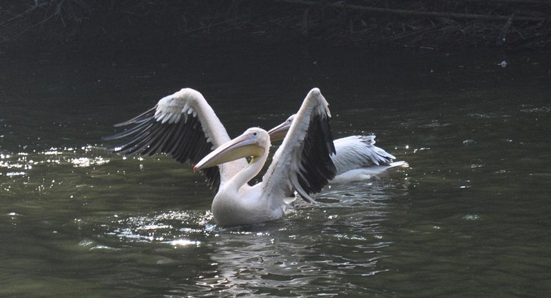 Assam state zoo in Guwahati