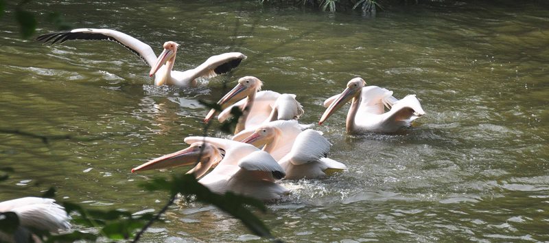Assam state zoo in Guwahati