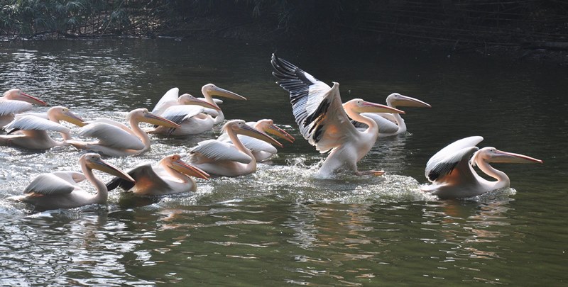 Assam state zoo in Guwahati
