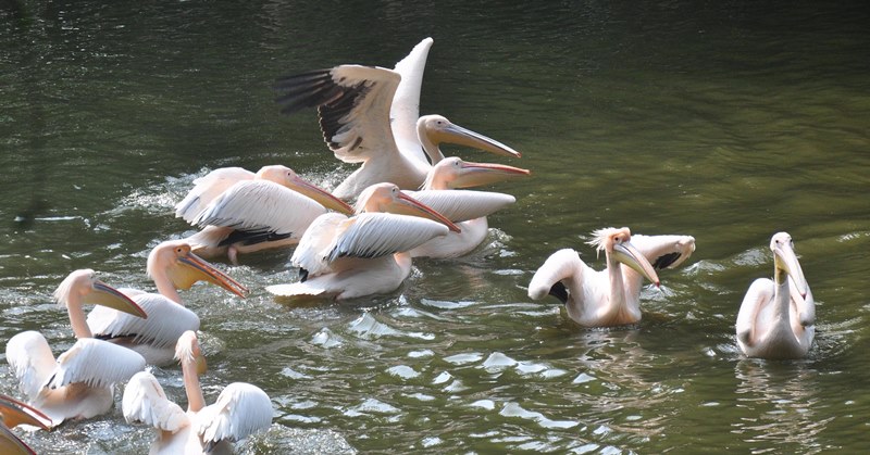 Assam state zoo in Guwahati