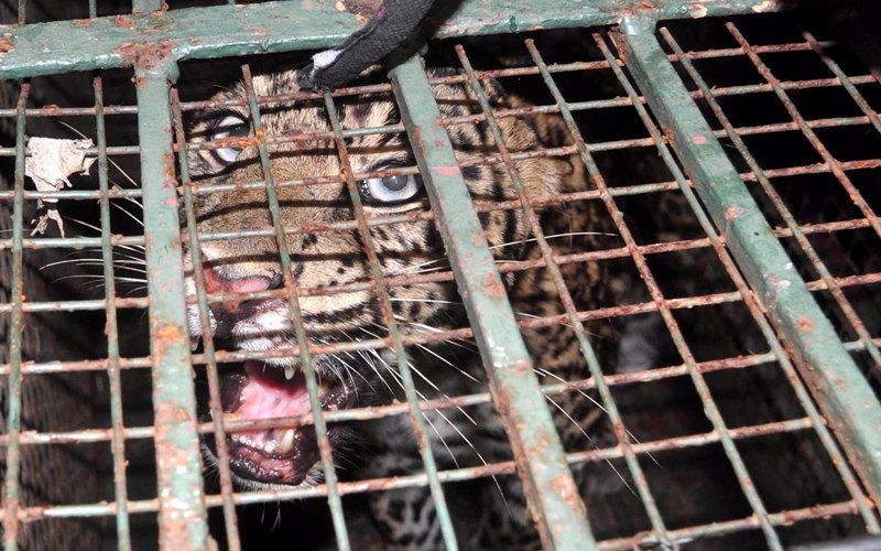Female Leopard caged in Guwahati
