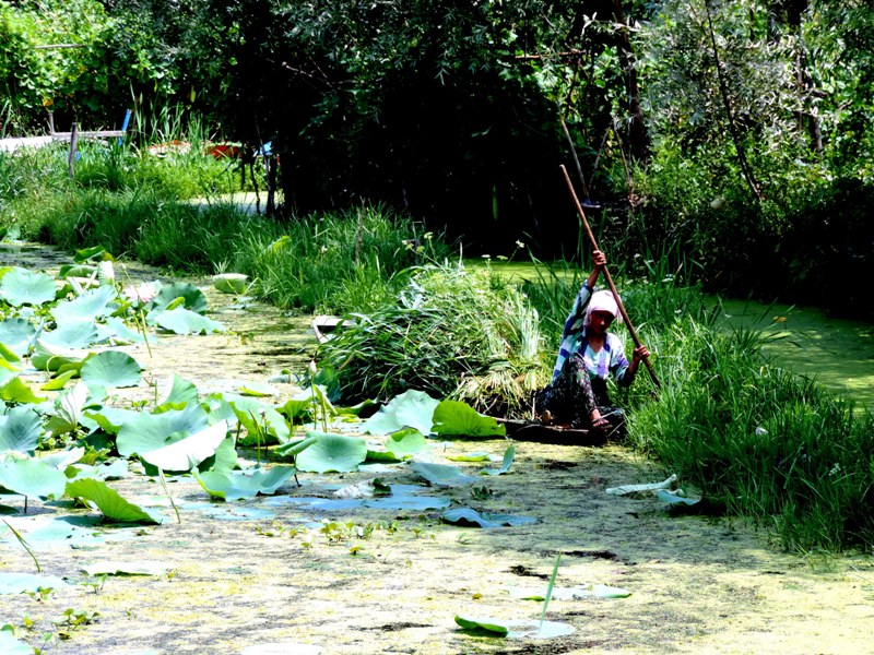 Dal Lake in Srinagar