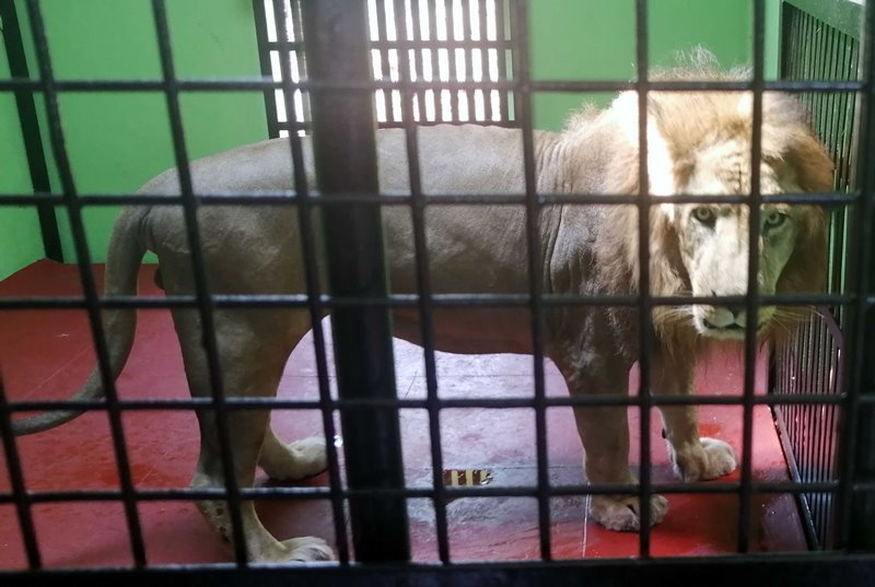 Karnataka: Lions brought from Bannerghatta to Bootharamanatti Zoo