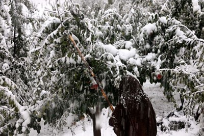 J&K's Horticulture Department to assess losses incurred by orchardists