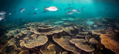 Great Barrier Reef in danger, UN World Heritage Committee draft report finds