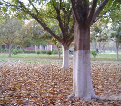 Jammu and Kashmir: Horticulture Department provides subsidies to farmers to boost fruit plantation in Poonch 