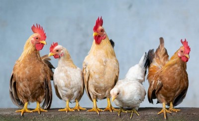 Uttarakhand: Chicken, egg prices crash in Haldwani