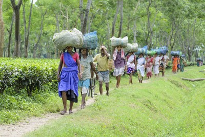 Assam government decides to hike daily wage of tea workers by Rs 38