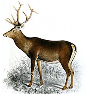 Jammu and Kashmir: Dachigam National Park arranges food for Hangul amid heavy snowfall