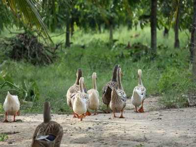 Avian flu confirmed in 7 states, Centre sends advisory to curb spread of disease