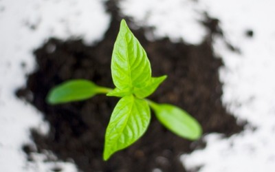 Offer incentives for promoting green products in the financial budget: Indian industry bodies