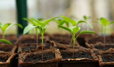 Gardening fascinating youth of Jammu and Kashmir amid COVID-19 pandemic 
