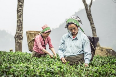 Ambuja Cement Foundation and Trustea join hands to boost sustainable tea production