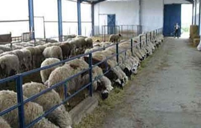 Jammu and Kashmir: Vaccination programme launched to counter FMD