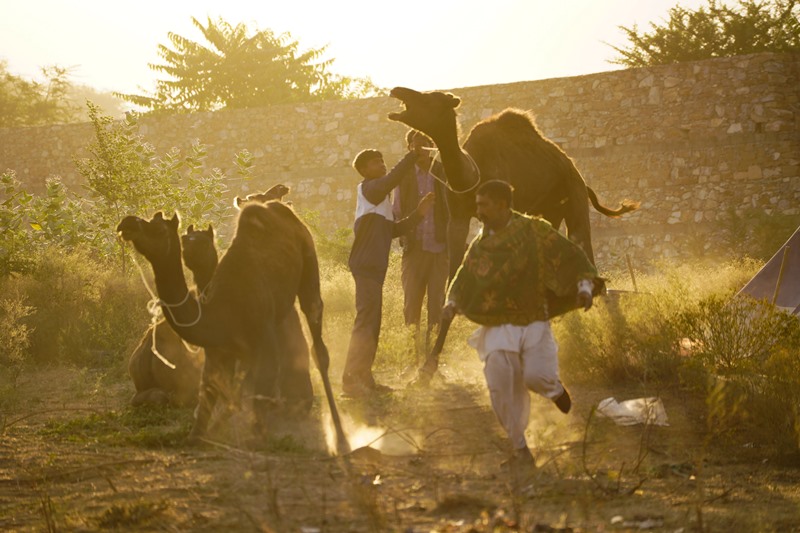 Camel herders on way to annual Pushkar fair in Rajasthan
