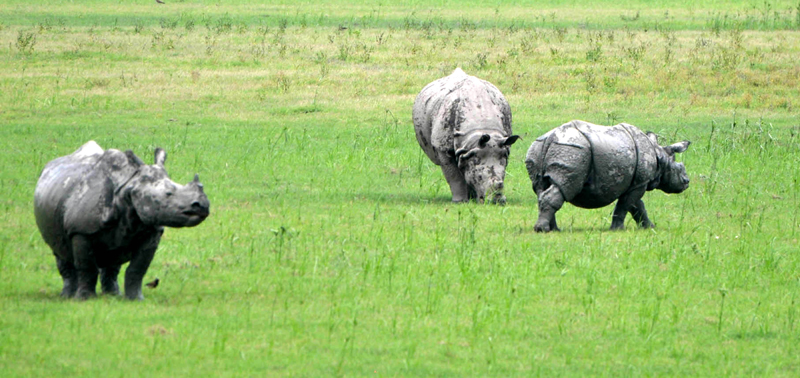 A glimpse of Rhinos grazing in Assam's Pobitra wildlife sanctuary
