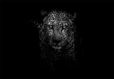 Three persons injured in black panther attack in Assam's Mangaldoi