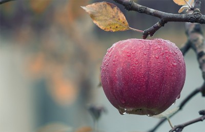Jammu and Kashmir: Apple growers benefiting from cold storage units amid bumper production