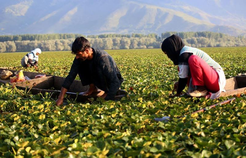 Chestnut collection in Kashmir’s Wular Lake