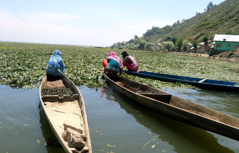 Chestnut collection in Kashmir’s Wular Lake