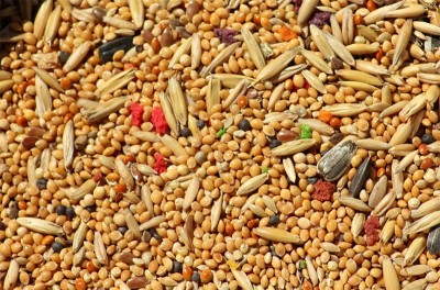 Meghalaya: NESFAS observes Mother Earth Millet festival