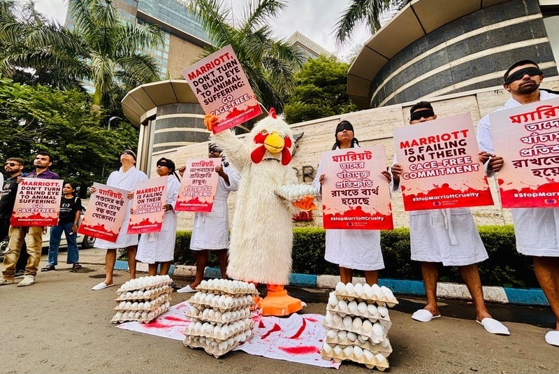 In Images: Activists in bathrobes and a hen protest Marriott’s broken cage-free egg pledge in Kolkata