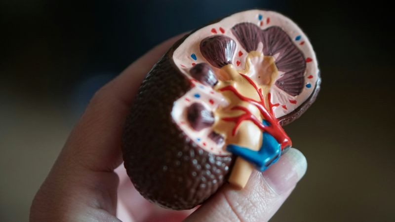Health time bomb: Study says India recorded 138 million kidney disease cases in 2023, 2nd worst globally  