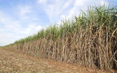 Avadh Sugar posts Q1 loss on weaker margins; seeks ethanol price reform, sugar MSP hike