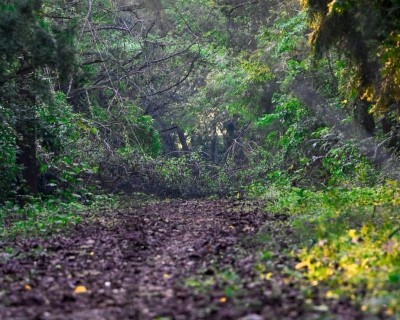 India moves up to ninth position globally in forest area