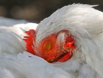 US reports first human case of H5N5 bird flu