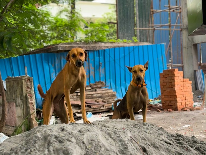 Mass killing of canines continues in Telangana: 200 more poisoned to death, toll crosses 1,200 in a month