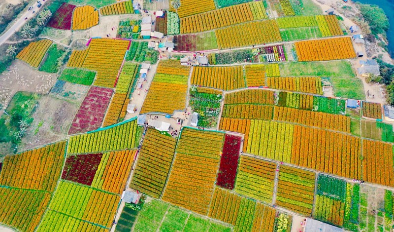 Khirai Flower Valley Colours West Bengal’s Countryside
