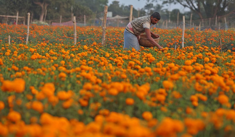 Khirai Flower Valley Colours West Bengal’s Countryside