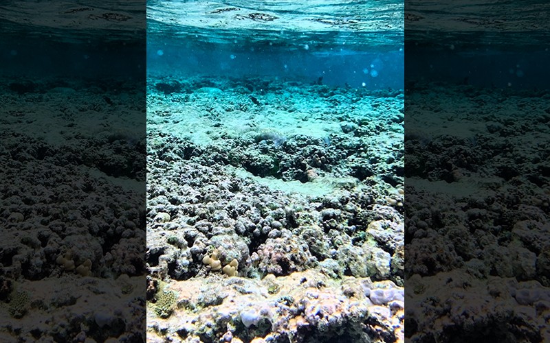 Underwater apocalypse: Half of all coral reefs severely bleached during 2014–2017 heatwave