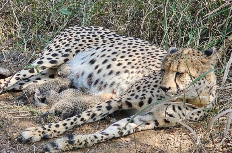 Rs 35,000 spent daily on Cheetah's meal at Kuno National Park? Political storm erupts over feeding cost